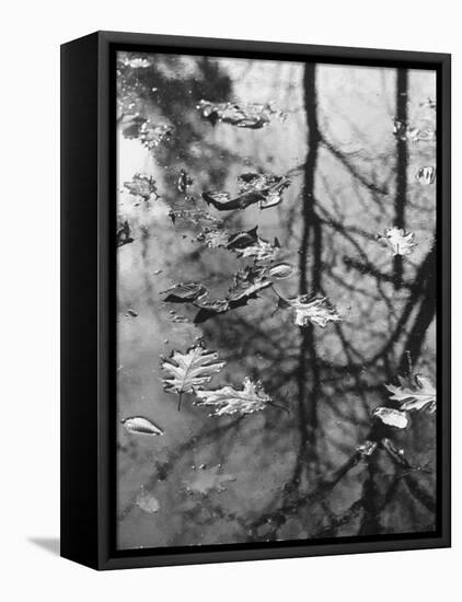 Leaves Floating on the Water-Allan Grant-Framed Stretched Canvas