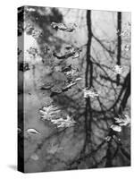 Leaves Floating on the Water-Allan Grant-Stretched Canvas