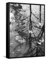 Leaves Floating on the Water-Allan Grant-Framed Stretched Canvas