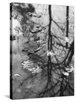 Leaves Floating on the Water-Allan Grant-Stretched Canvas