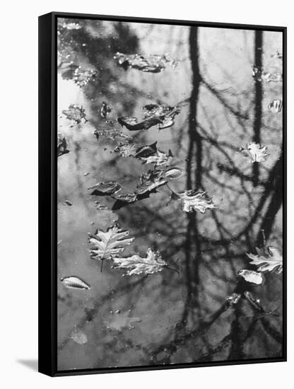 Leaves Floating on the Water-Allan Grant-Framed Stretched Canvas