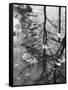 Leaves Floating on the Water-Allan Grant-Framed Stretched Canvas