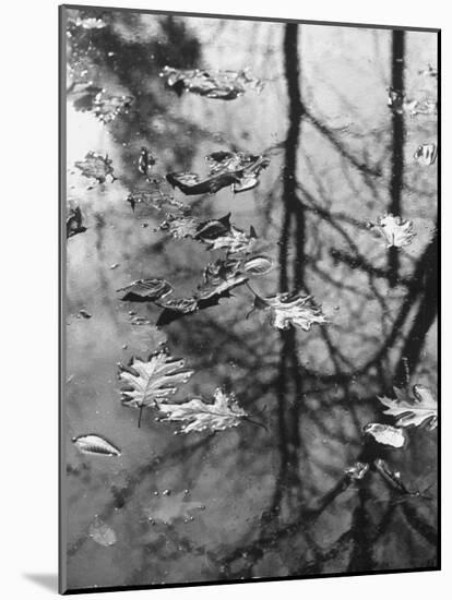 Leaves Floating on the Water-Allan Grant-Mounted Photographic Print