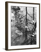 Leaves Floating on the Water-Allan Grant-Framed Photographic Print