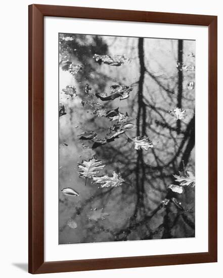 Leaves Floating on the Water-Allan Grant-Framed Photographic Print