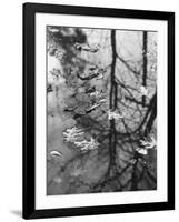 Leaves Floating on the Water-Allan Grant-Framed Photographic Print