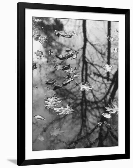 Leaves Floating on the Water-Allan Grant-Framed Photographic Print