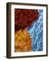 Leaves Frozen in Ice-Allan Wallberg-Framed Photographic Print