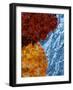 Leaves Frozen in Ice-Allan Wallberg-Framed Photographic Print
