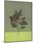Leaves Green II-Judi Bagnato-Mounted Art Print