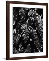 Leaves, Hawaii, c. 1985-Brett Weston-Framed Photographic Print