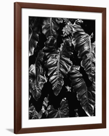 Leaves, Hawaii, c. 1985-Brett Weston-Framed Photographic Print