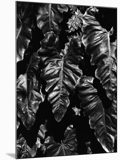 Leaves, Hawaii, c. 1985-Brett Weston-Mounted Photographic Print