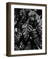 Leaves, Hawaii, c. 1985-Brett Weston-Framed Photographic Print