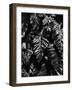 Leaves, Hawaii, c. 1985-Brett Weston-Framed Photographic Print