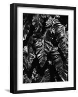 Leaves, Hawaii, c. 1985-Brett Weston-Framed Photographic Print