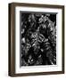 Leaves, Hawaii, c. 1985-Brett Weston-Framed Premium Photographic Print