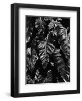 Leaves, Hawaii, c. 1985-Brett Weston-Framed Premium Photographic Print