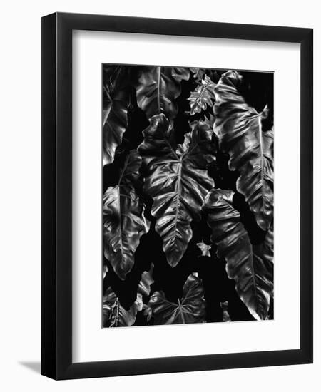 Leaves, Hawaii, c. 1985-Brett Weston-Framed Premium Photographic Print