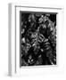 Leaves, Hawaii, c. 1985-Brett Weston-Framed Premium Photographic Print