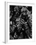 Leaves, Hawaii, c. 1985-Brett Weston-Framed Premium Photographic Print