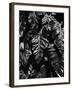 Leaves, Hawaii, c. 1985-Brett Weston-Framed Premium Photographic Print