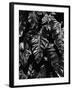 Leaves, Hawaii, c. 1985-Brett Weston-Framed Premium Photographic Print