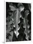 Leaves, Hawaii, c.1985-Brett Weston-Framed Photographic Print