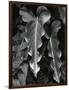 Leaves, Hawaii, c.1985-Brett Weston-Framed Photographic Print