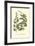 Leaves III-Johann Wilhelm Weinmann-Framed Art Print
