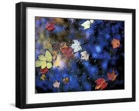 Leaves in a Pond Next to Kilburn Loop Trail, Pisgah State Park, New Hampshire, USA-Jerry & Marcy Monkman-Framed Premium Photographic Print