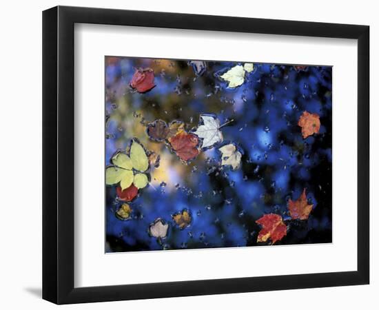 Leaves in a Pond Next to Kilburn Loop Trail, Pisgah State Park, New Hampshire, USA-Jerry & Marcy Monkman-Framed Photographic Print