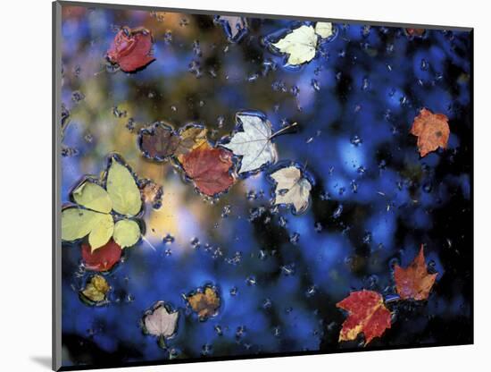 Leaves in a Pond Next to Kilburn Loop Trail, Pisgah State Park, New Hampshire, USA-Jerry & Marcy Monkman-Mounted Photographic Print