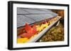 Leaves in a Rain Gutter-soupstock-Framed Photographic Print