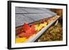 Leaves in a Rain Gutter-soupstock-Framed Photographic Print