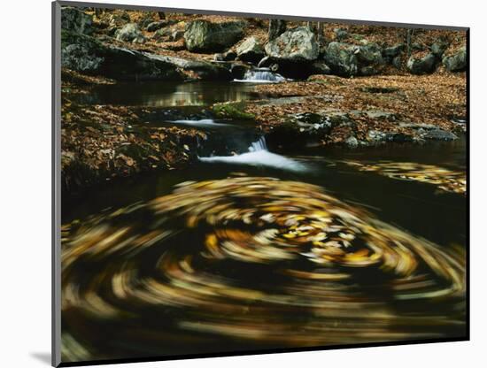 Leaves in whirlpool of Tye River near Blue Ridge Parkway, Appalachian Mountains, Virginia, USA-Charles Gurche-Mounted Photographic Print