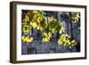 Leaves Lit by Sunlight-Felipe Rodríguez-Framed Photographic Print