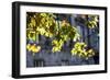 Leaves Lit by Sunlight-Felipe Rodríguez-Framed Photographic Print