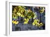 Leaves Lit by Sunlight-Felipe Rodríguez-Framed Photographic Print