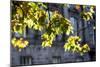 Leaves Lit by Sunlight-Felipe Rodríguez-Mounted Photographic Print