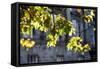 Leaves Lit by Sunlight-Felipe Rodríguez-Framed Stretched Canvas