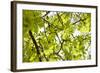 Leaves of a Chestnut Tree-By-Framed Photographic Print