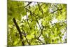 Leaves of a Chestnut Tree-By-Mounted Photographic Print