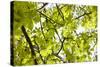 Leaves of a Chestnut Tree-By-Stretched Canvas