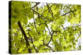 Leaves of a Chestnut Tree-By-Stretched Canvas