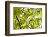 Leaves of a Chestnut Tree-By-Framed Photographic Print