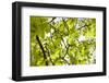 Leaves of a Chestnut Tree-By-Framed Photographic Print
