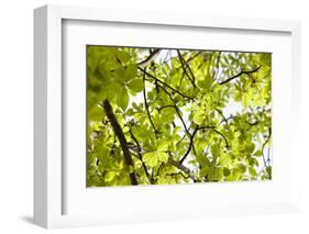 Leaves of a Chestnut Tree-By-Framed Photographic Print