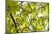 Leaves of a Chestnut Tree-By-Mounted Photographic Print