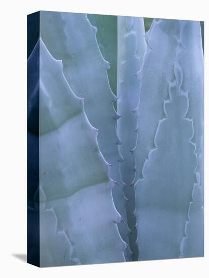 Leaves of Agave Plant, Arizona-Sonora Desert Museum, Tucson, Arizona, USA-Merrill Images-Stretched Canvas